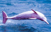 Pink Dolphin: 3 วัน 2 คืน