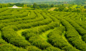 Tea Plantations ไร่ชาหัวใจของทัวร์เชียงราย