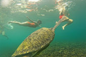 Turtle Trace. เดย์ทริป พิเศษ ดำน้ำเกาะเต่า