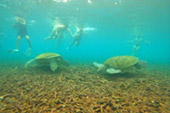 Turtle Trace. เดย์ทริป พิเศษ ดำน้ำเกาะเต่า