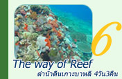 The way of Reef: ดำน้ำตื้นเกาะบาหลี 4วัน3คืน