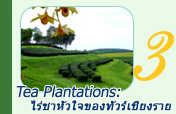 Tea Plantations ไร่ชา หัวใจของทัวร์เชียงราย
