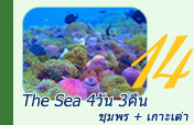 The Sea : 4 วัน 3 คืน ชุมพร เกาะเต่า