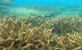 เขาหน้ายักษ์: Snorkeling & Beach Day Tour of Jc.Tour