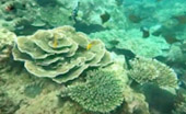 เขาหน้ายักษ์: Snorkeling & Beach Day Tour of Jc.Tour