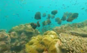 เขาหน้ายักษ์: Snorkeling & Beach Day Tour of Jc.Tour