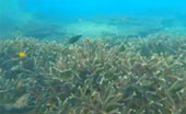 เขาหน้ายักษ์: Snorkeling & Beach Day Tour of Jc.Tour