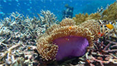 Coral Game 6Days 5Nights Raja-Ampat