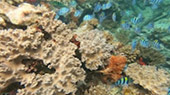 Coral Game 6Days 5Nights Raja-Ampat