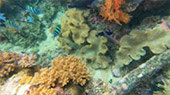 Coral Game 6Days 5Nights Raja-Ampat