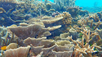 Coral Game 6Days 5Nights Raja-Ampat